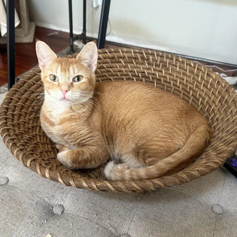 Marmalade thumbnail 4