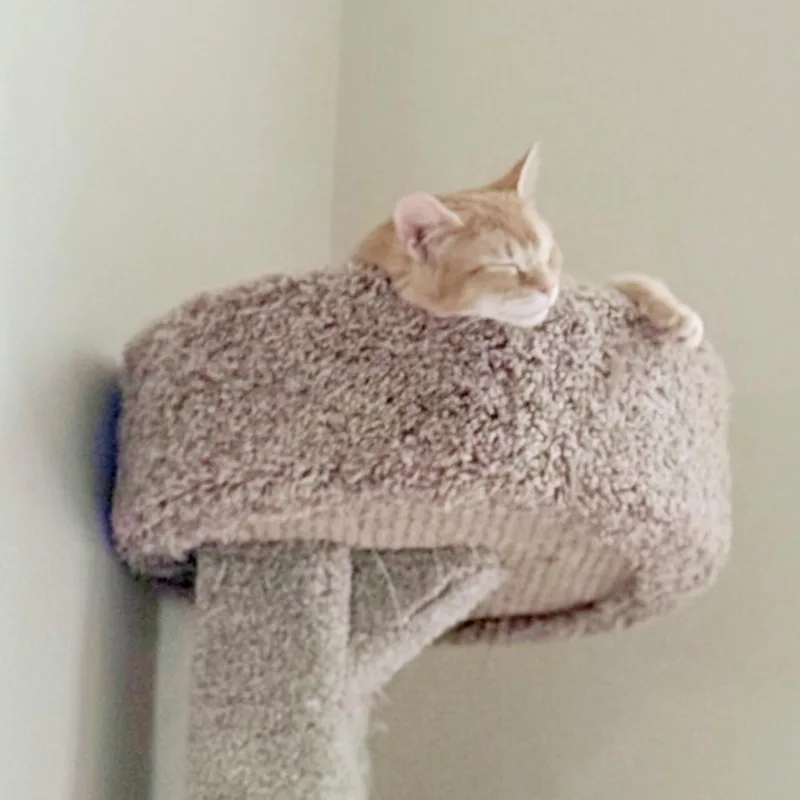 Marmalade thumbnail 5