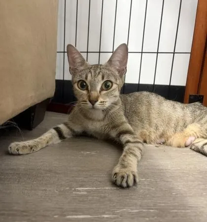 An adult medium-sized female Domestic Short Hair cat named Nurse Dana for adoption in Burlington, WI