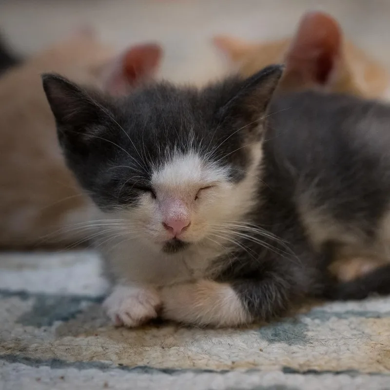 A baby small-sized male Gray / Blue / Silver Domestic Short Hair cat named Mozart for adoption in Chapel Hill, NC
