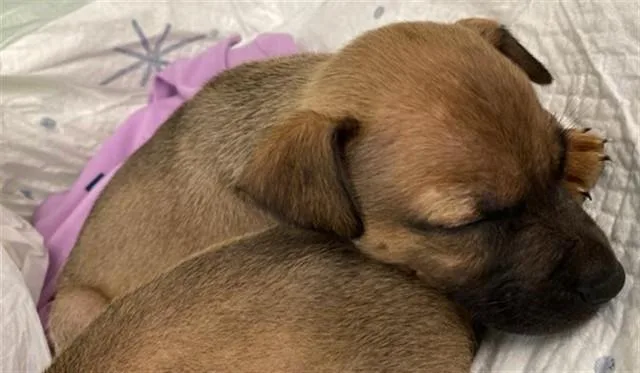 A baby small-sized male Pit Bull Terrier dog named Switzerland for adoption in Sacramento, CA