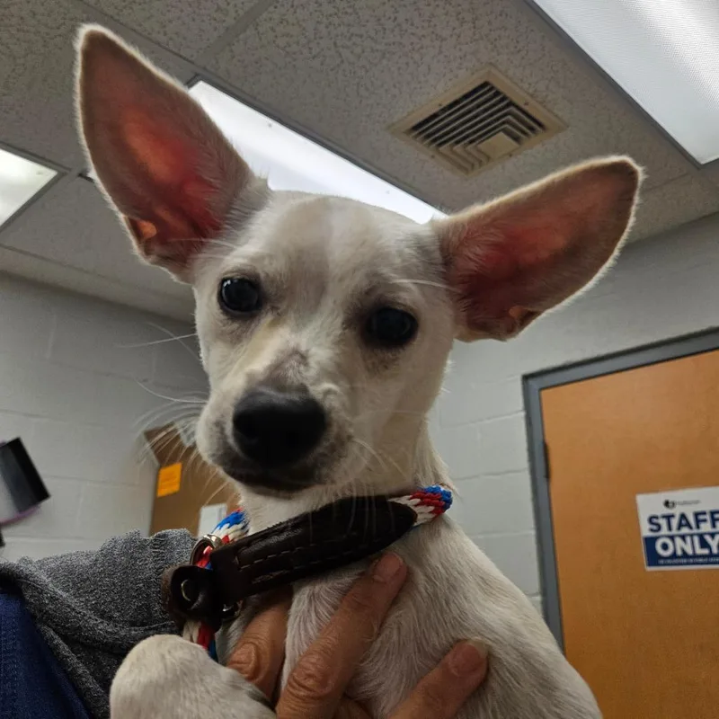 A young small-sized male Yellow / Tan / Blond / Fawn Mixed Breed dog named Casper for adoption in Birdsboro, PA