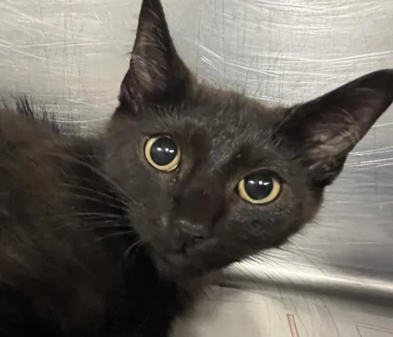 A baby small-sized male Domestic Short Hair cat named Outlaw for adoption in Clinton Township, MI