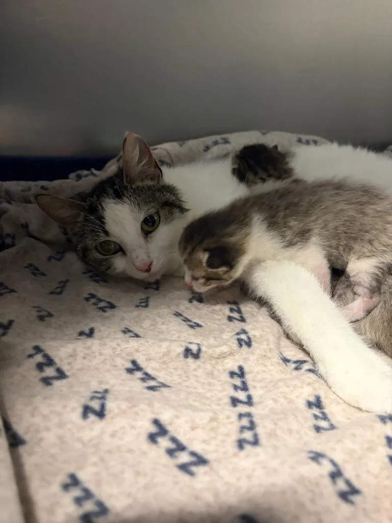 A young medium-sized female Domestic Short Hair cat named Marina for adoption in Portland, IN