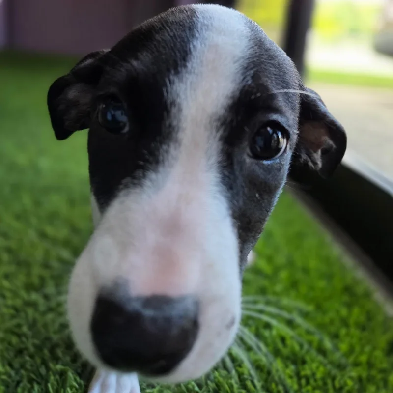 A baby medium-sized female Terrier dog named Sadie for adoption in Cumberland, RI