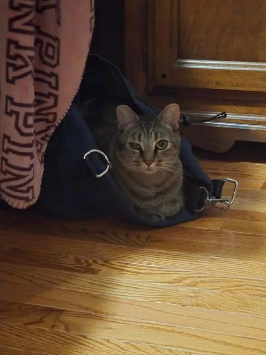 An adult medium-sized female Domestic Short Hair cat named Rockette for adoption in Melrose, MA
