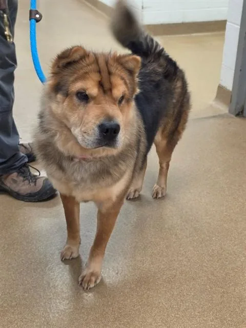 An adult medium-sized female Shar-Pei dog named Jenga for adoption in Saint Peters, MO