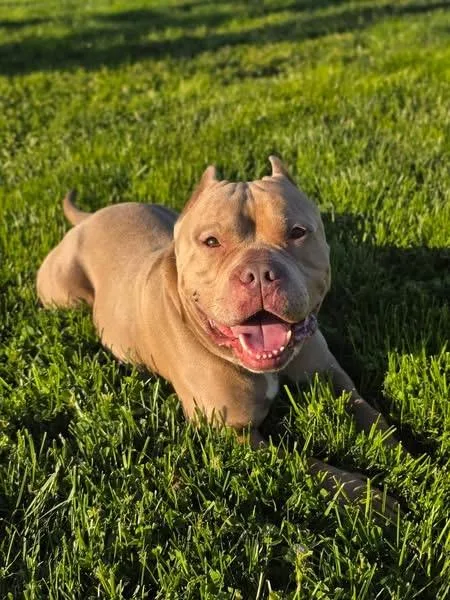 An adult medium-sized male Apricot / Beige Pit Bull Terrier dog named Rocco for adoption in Elizabethtown, PA