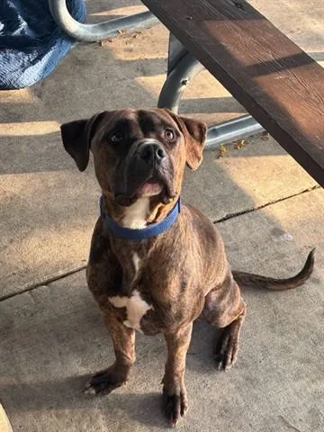 A young large-sized male Pit Bull Terrier dog named Mr. Smee for adoption in Dayton, OH