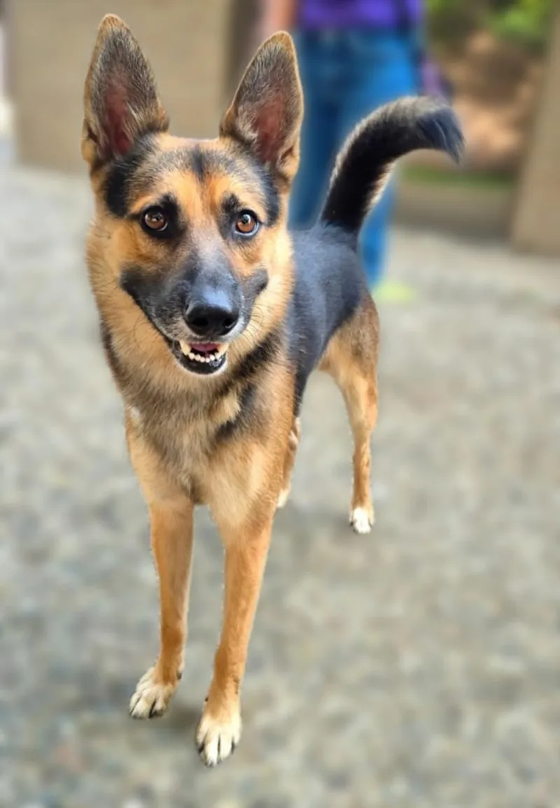 An adult medium-sized male German Shepherd Dog dog named Kevin for adoption in Houston, TX