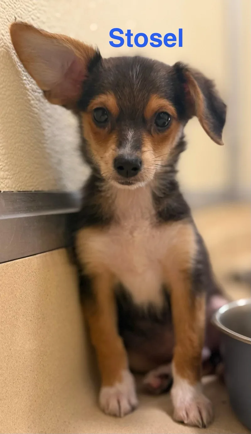 A baby small-sized male Tricolor (Brown, Black, & White) Chihuahua dog named Stosel for adoption in Pawleys Island, SC
