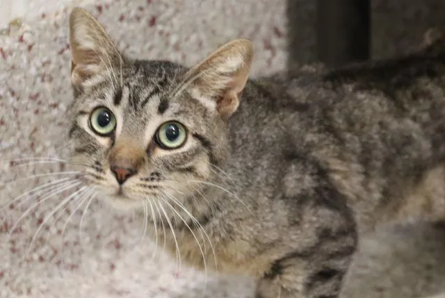 An adult small-sized male Domestic Short Hair cat named Kansas for adoption in Tucson, AZ
