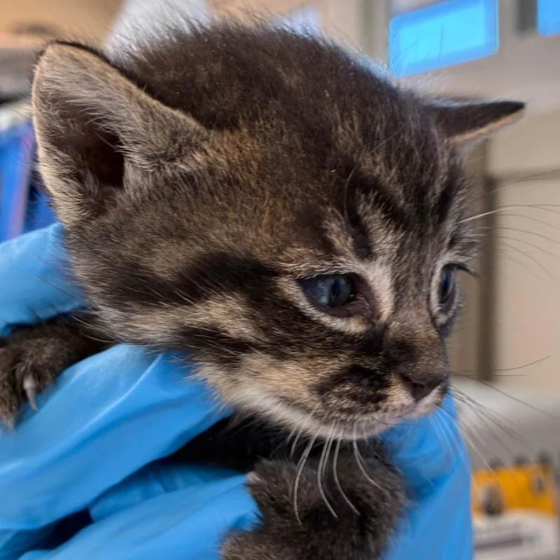 A baby small-sized male Black Domestic Short Hair cat named Pebbles for adoption in Ojai, CA