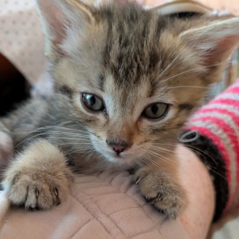 A baby medium-sized female Tabby (Gray / Blue / Silver) Domestic Short Hair cat named Olivia for adoption in Shingletown, CA