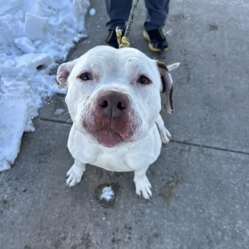 An adult large-sized male White / Cream Pit Bull Terrier dog named Julius for adoption in Weimar, CA