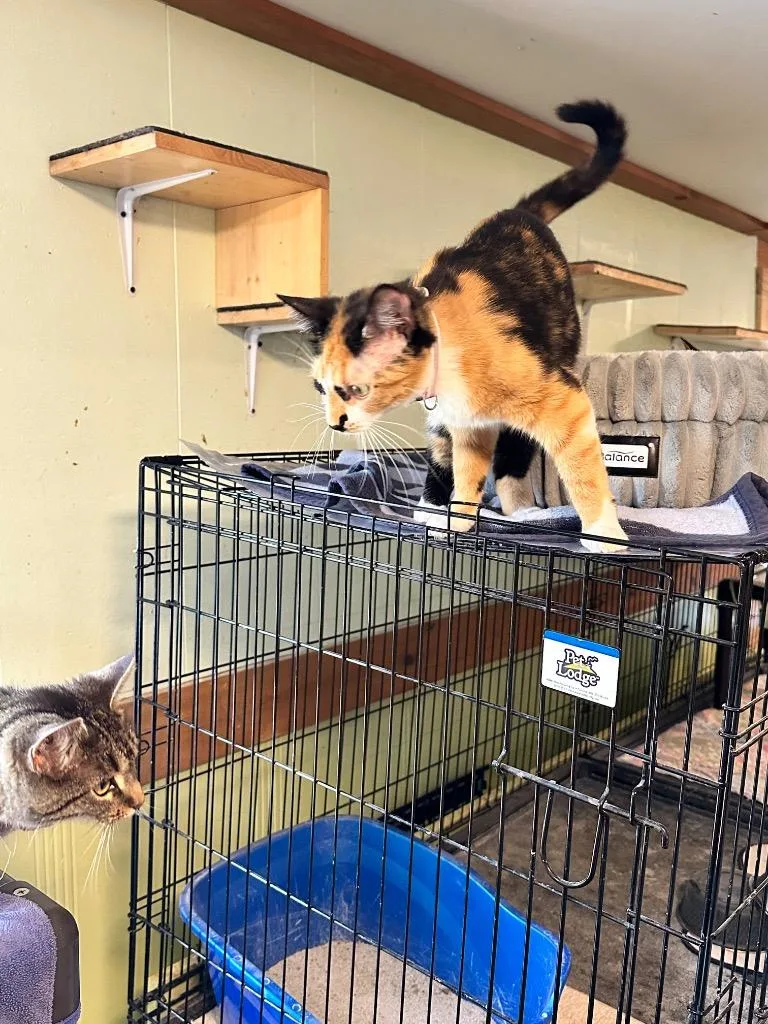 A baby medium-sized female Domestic Short Hair cat named Easter for adoption in Rice Lake, WI