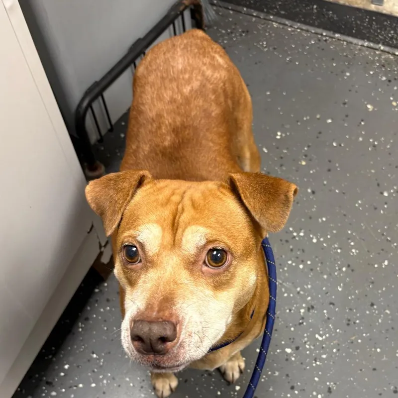 A senior medium-sized female Red / Chestnut / Orange Mixed Breed dog named Lady for adoption in Columbiana, AL