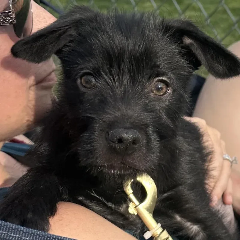 A baby small-sized male Black Terrier dog named Star for adoption in La Grange, KY