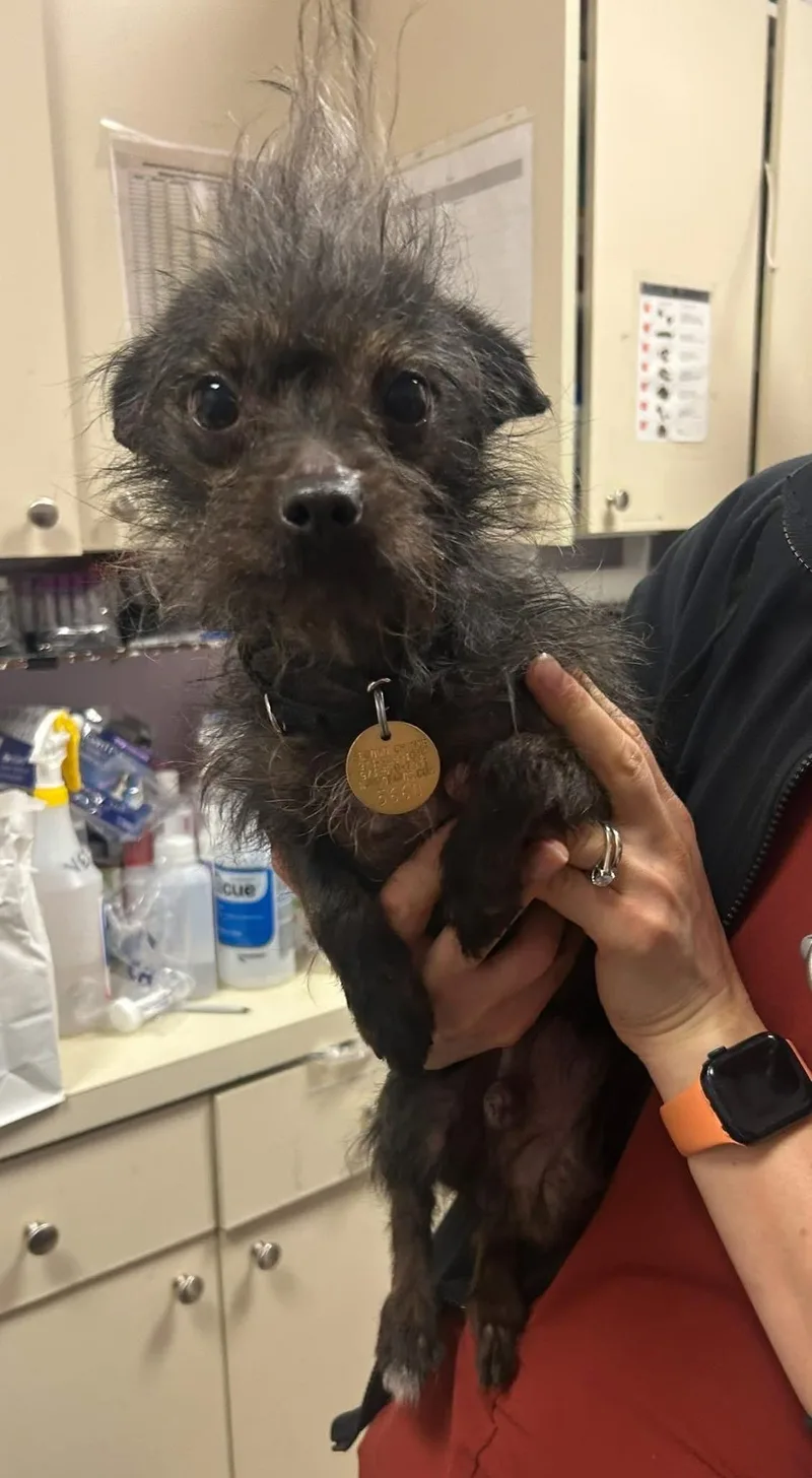 A young small-sized male Black Chihuahua dog named Elmer Fuzz And Elf for adoption in Oak Ridge, NJ