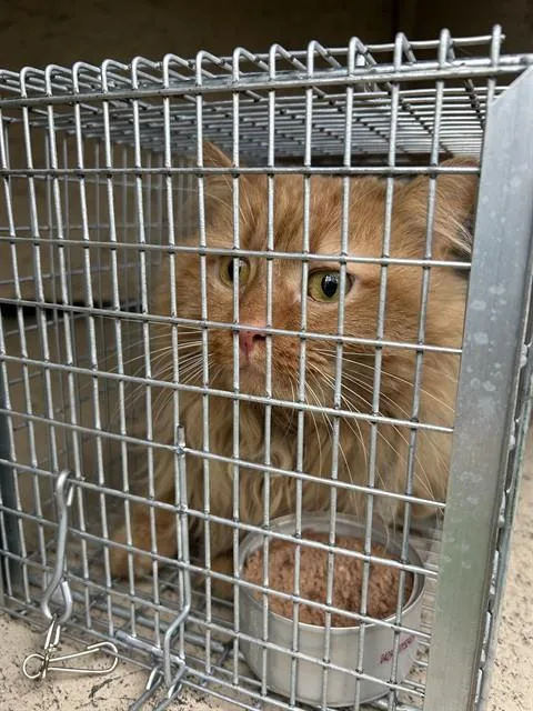 An adult small-sized male Domestic Long Hair cat named Gooch for adoption in Louisville, KY