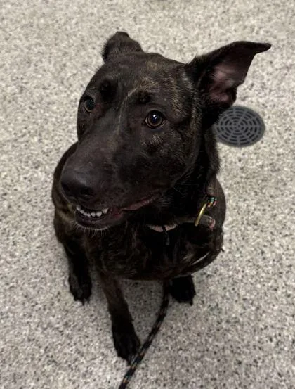 An adult large-sized female Black Mixed Breed dog named Winnie for adoption in Kansas City, MO