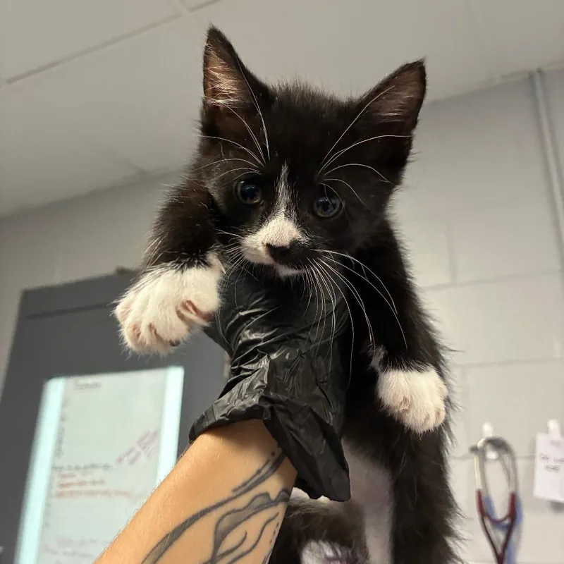 A baby small-sized female Black Domestic Short Hair cat named Shudder for adoption in Greenville, SC