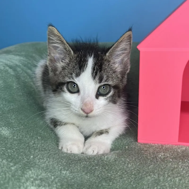 A baby small-sized female Brown / Chocolate Domestic Short Hair cat named The Fuzz for adoption in San Antonio, TX