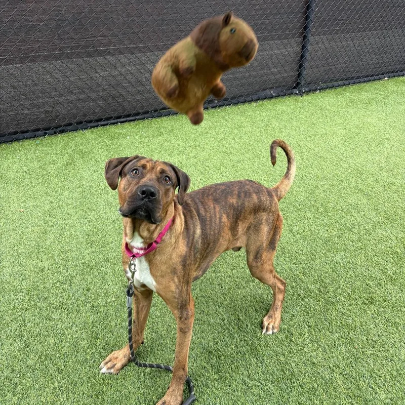Dodger thumbnail 4
