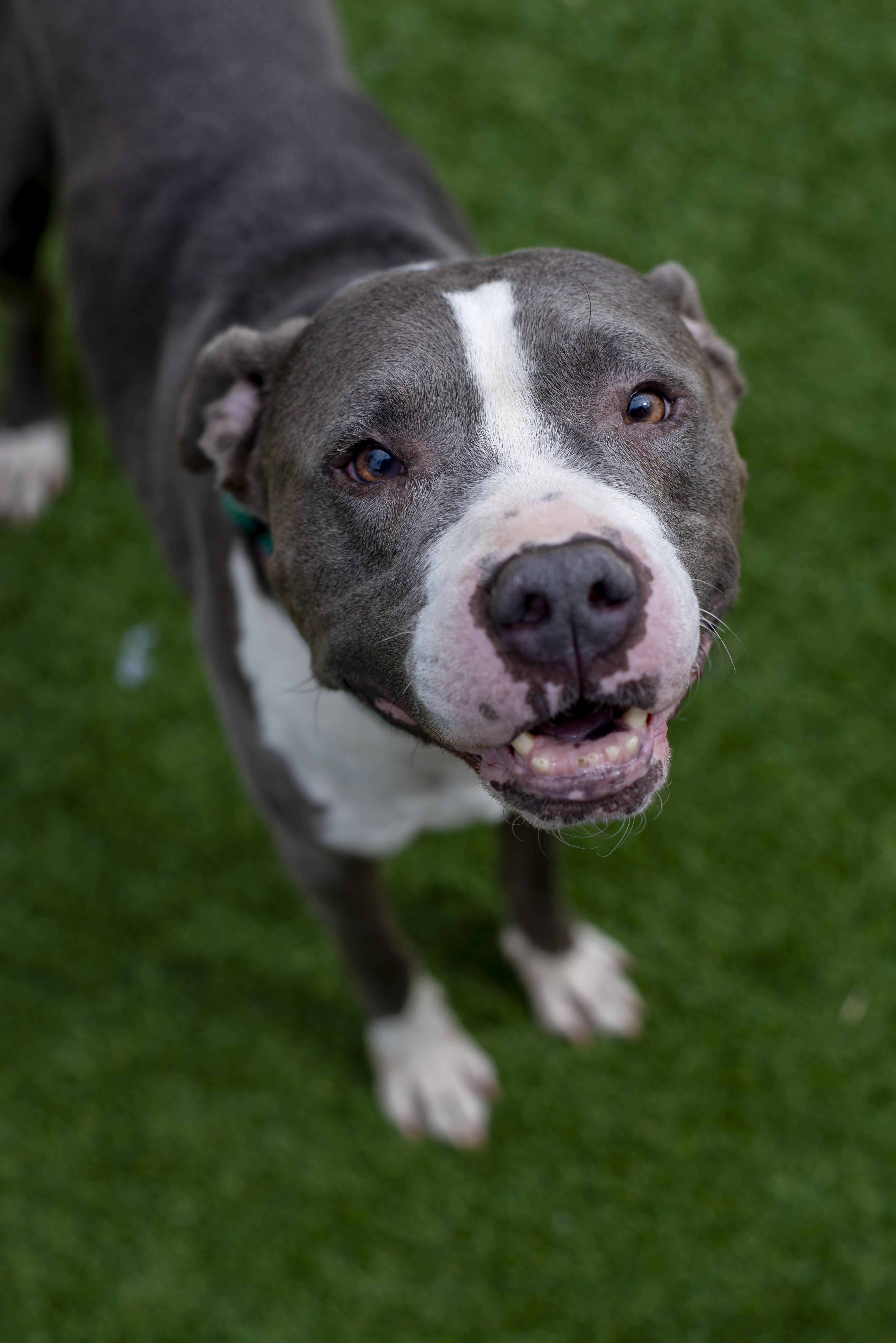 A senior medium-sized male Gray / Blue / Silver American Bully dog named Frodo for adoption in Gunnison, CO