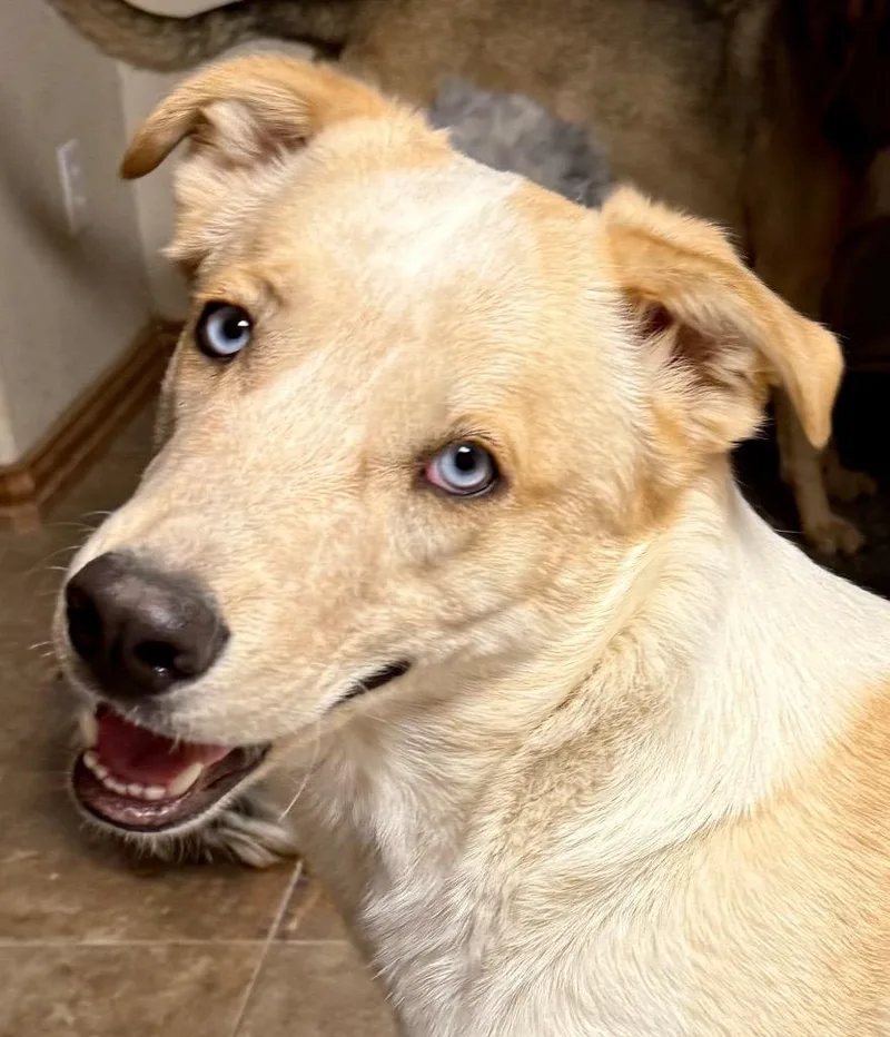 Djimmi The Great thumbnail 2