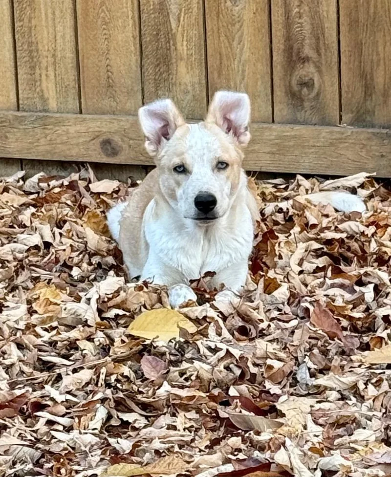 Djimmi The Great thumbnail 4