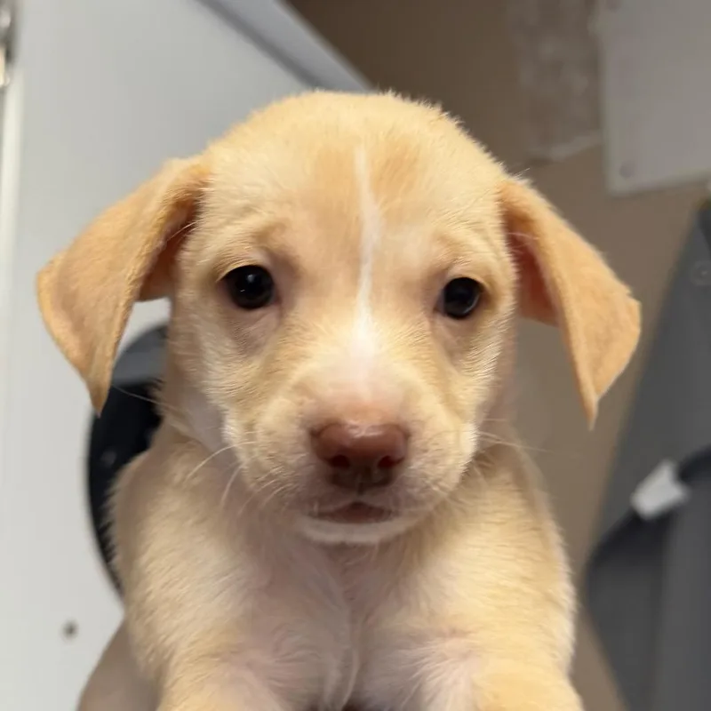 A baby small-sized male Chihuahua dog named Focaccia for adoption in San Pablo, CA