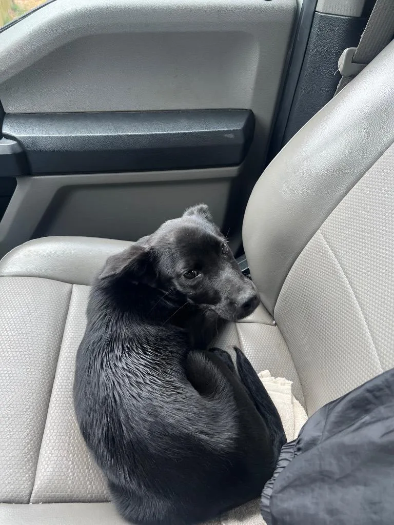 A baby small-sized female Mixed Breed dog named Jumbo for adoption in Rome, GA