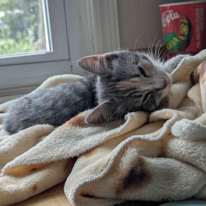 A baby small-sized female Tortoiseshell Domestic Medium Hair cat named Roo for adoption in Oakton, VA