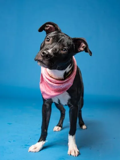 A young medium-sized female American Staffordshire Terrier dog named Symphony for adoption in Atlanta, GA