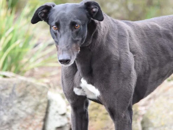 An adult large-sized female Greyhound dog named Giggles for adoption in Allentown, PA