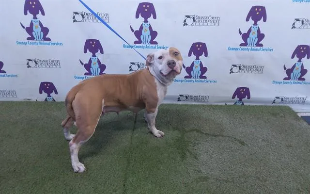An adult large-sized female Pit Bull Terrier dog named Cherry for adoption in Orlando, FL