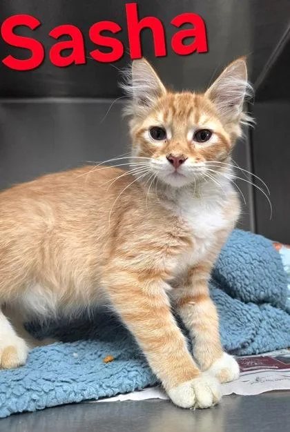 A young medium-sized female Domestic Medium Hair cat named Sasha for adoption in Sullivan, IN
