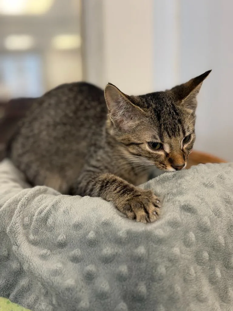 A baby small-sized male Domestic Short Hair cat named Fox for adoption in Algona, IA