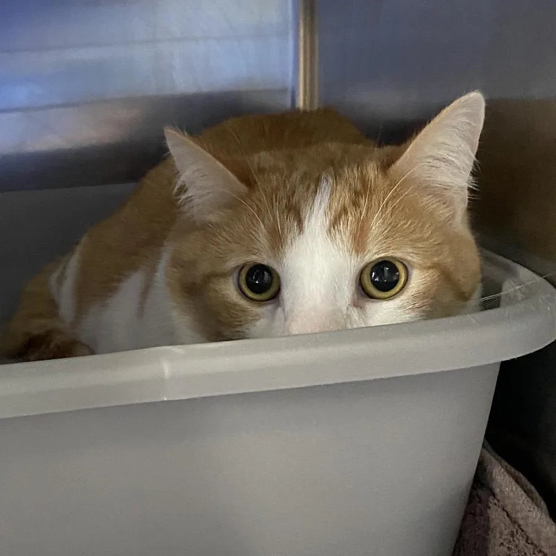 An adult large-sized male Orange / Red Domestic Short Hair cat named Chandler for adoption in Grand Rapids, MI