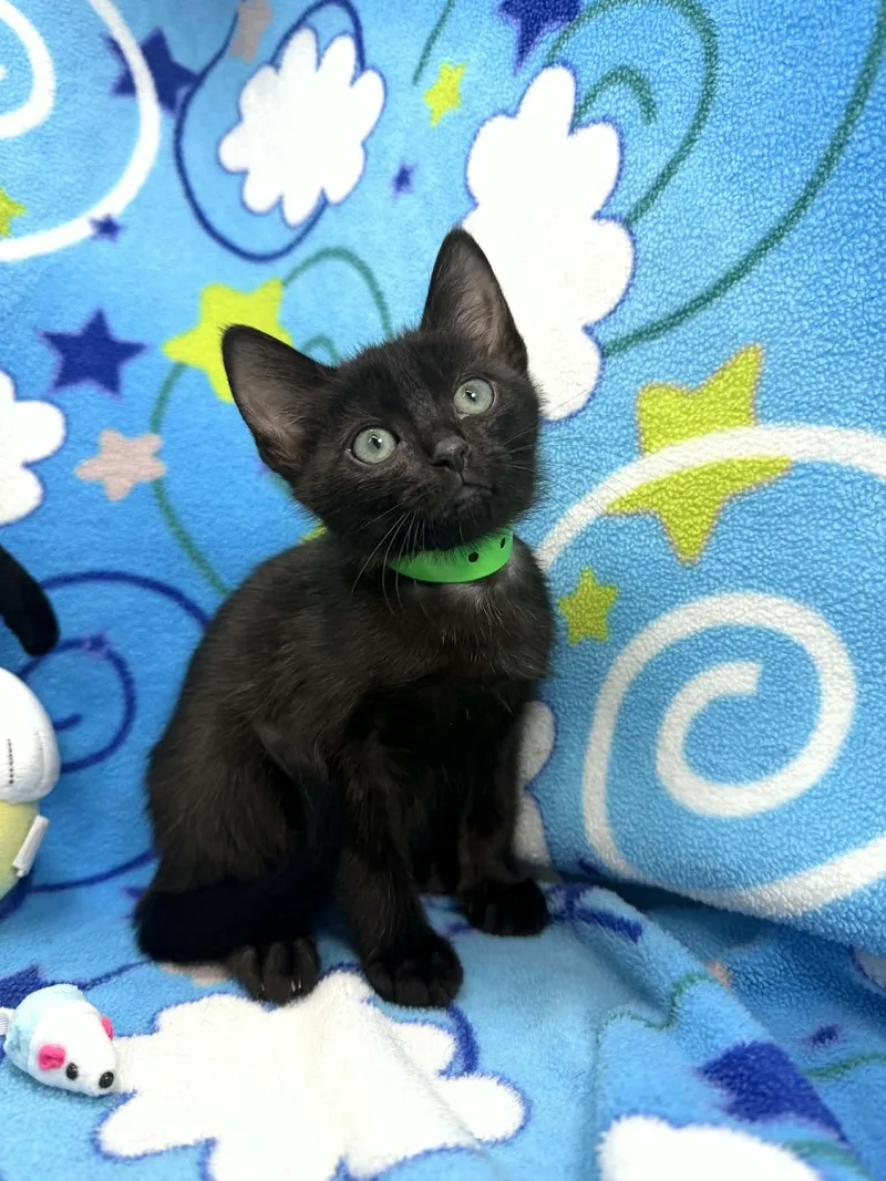 A baby small-sized male Black Domestic Short Hair cat named Nugget for adoption in Tavares, FL