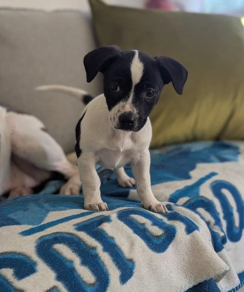 A baby medium-sized female Terrier dog named Ladle for adoption in Candler, NC