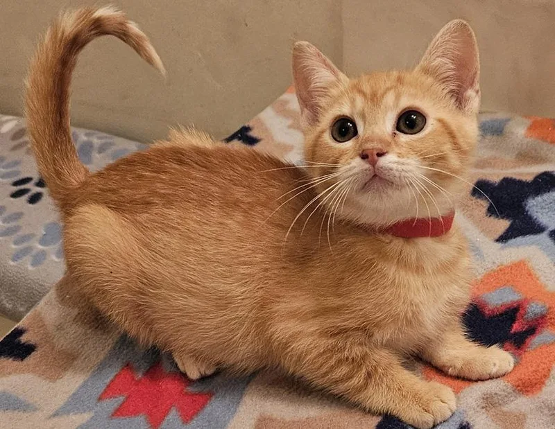 A young small-sized male Tabby (Orange / Red) Domestic Short Hair cat named Kendall for adoption in Columbus, IN