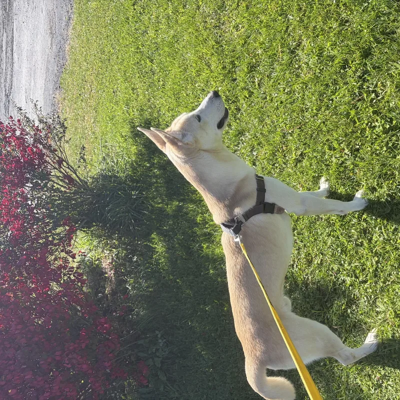 A young medium-sized male Yellow / Tan / Blond / Fawn Shepherd dog named Cal for adoption in Seneca, PA