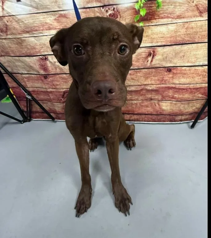 A young medium-sized female Brown / Chocolate Chocolate Labrador Retriever dog named AC "River" for adoption in Conyers, GA