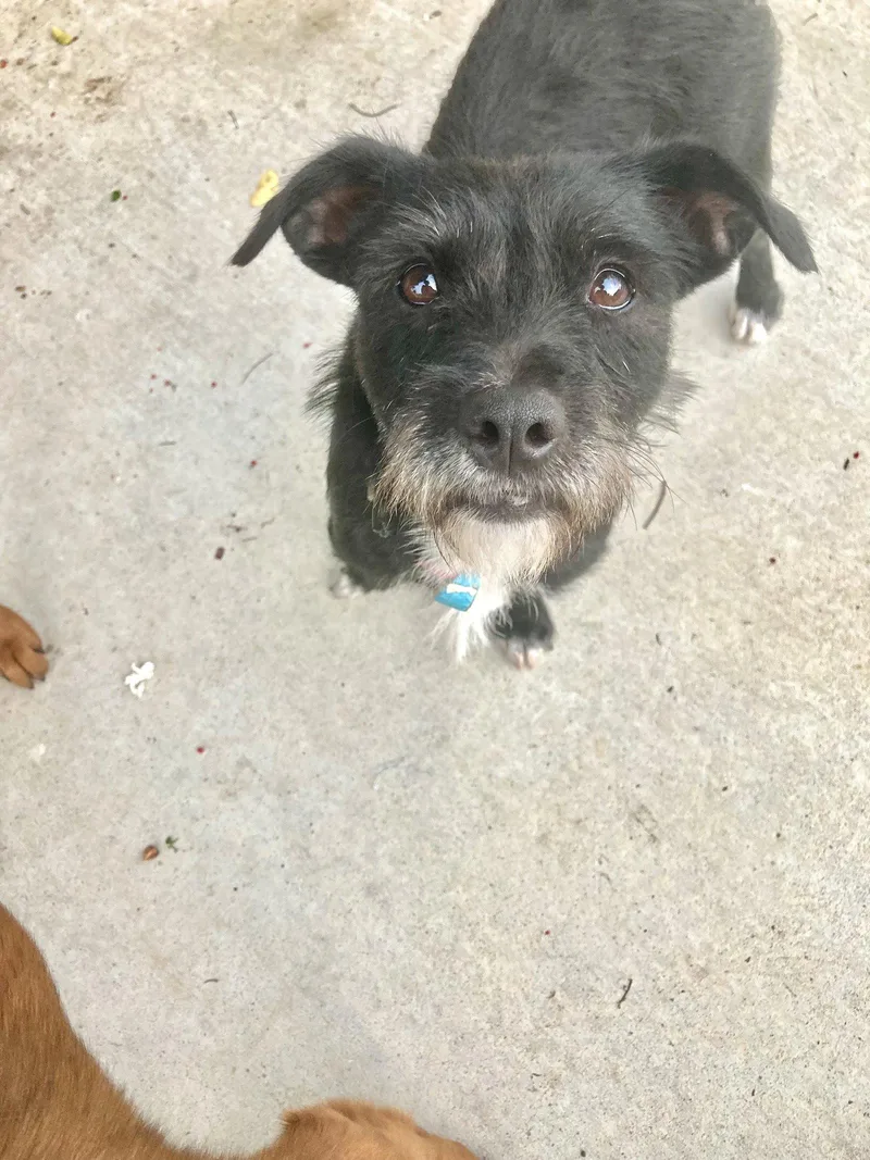 An adult small-sized female Terrier dog named Ebony for adoption in San Diego, CA