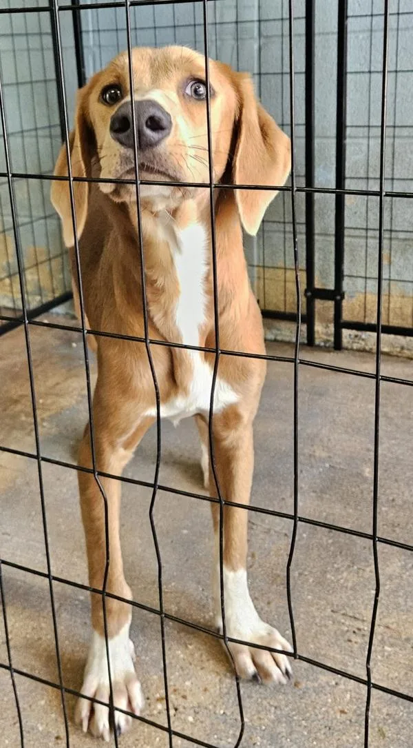 A young medium-sized female Hound dog named Jamba Juice for adoption in Mobile, AL