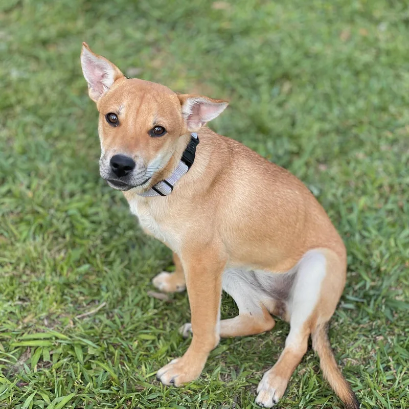 A baby medium-sized female Labrador Retriever dog named Aruba for adoption in Houston, TX