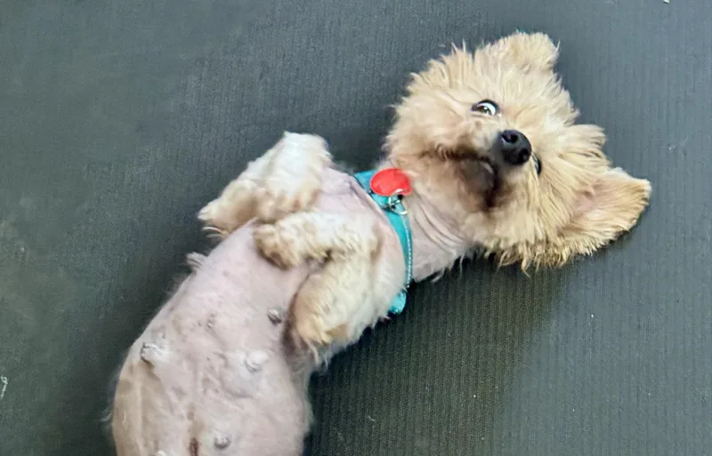 An adult small-sized male Yorkshire Terrier dog named Rhino for adoption in Stamford, CT