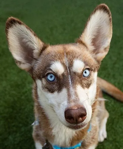 An adult medium-sized female Red / Chestnut / Orange Husky dog named Munchkin for adoption in Encinitas, CA